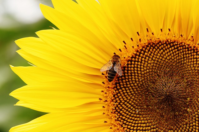 sunflower, bee