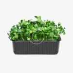 Sorrel leaves - Image 2
