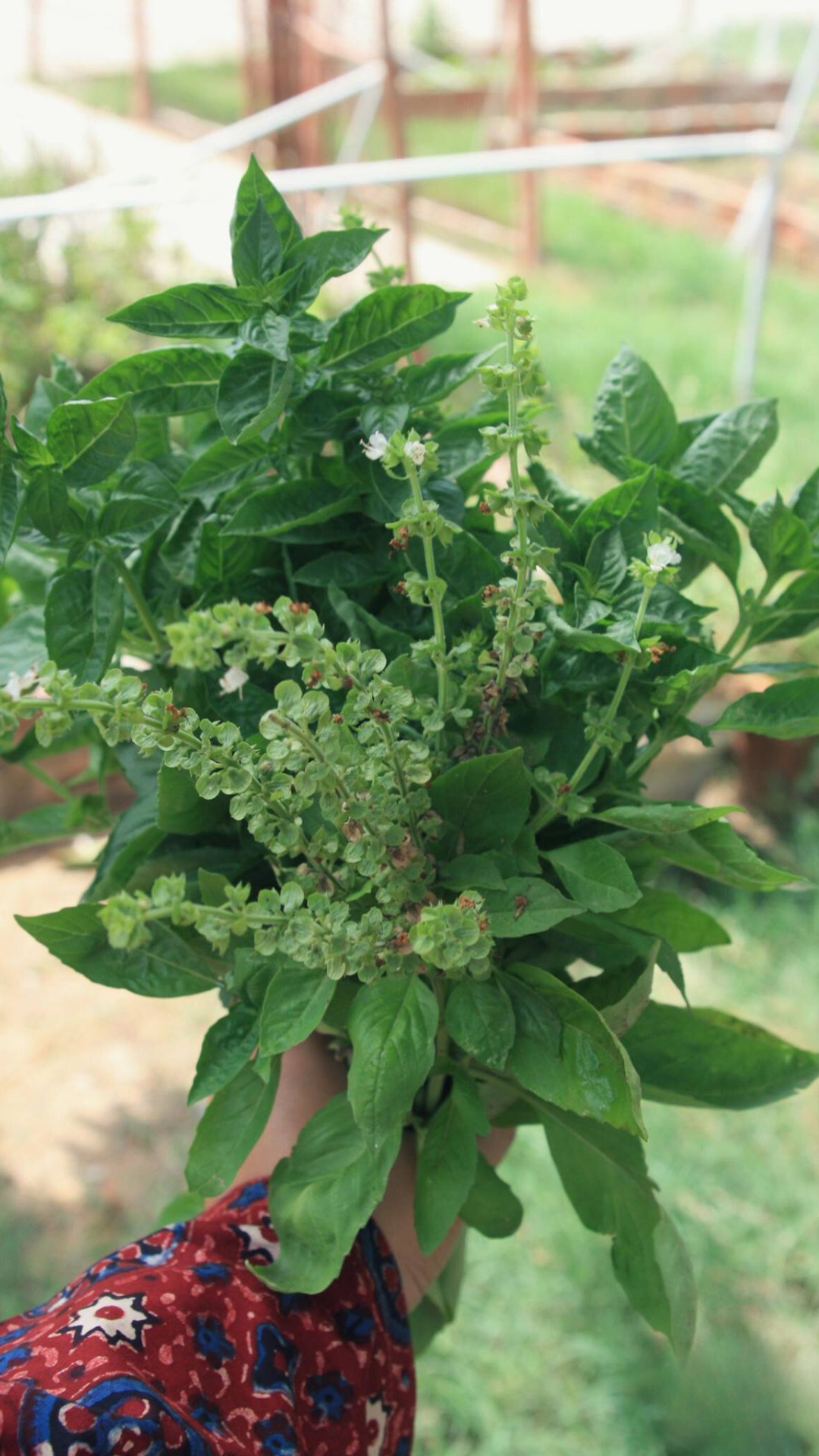 basil harvest